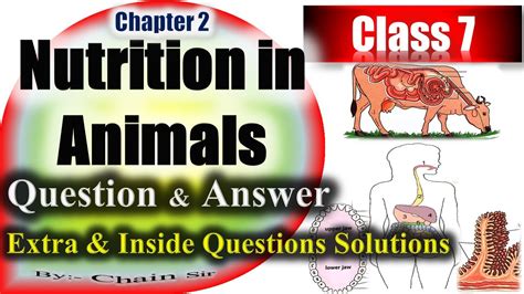 choose the odd one out from each group and give reason|Nutrition in Animals Class 7 Extra Questions Science .